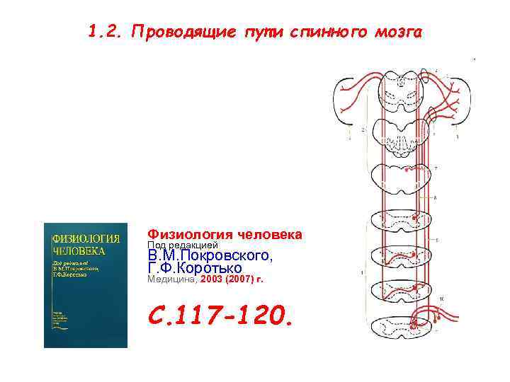 1. 2. Проводящие пути спинного мозга Физиология человека Под редакцией В. М. Покровского, Г.