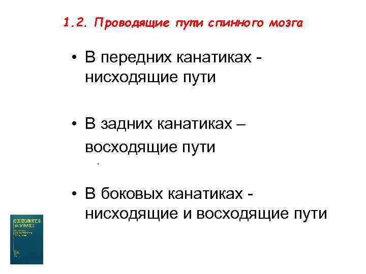 1. 2. Проводящие пути спинного мозга • В передних канатиках нисходящие пути • В