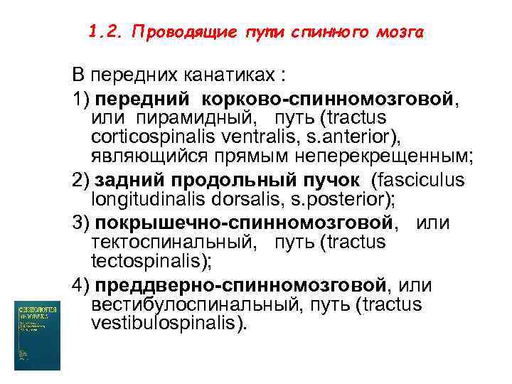 1. 2. Проводящие пути спинного мозга В передних канатиках : 1) передний корково-спинномозговой, или