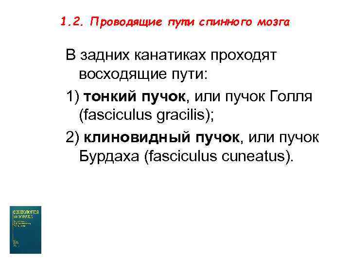 1. 2. Проводящие пути спинного мозга В задних канатиках проходят восходящие пути: 1) тонкий