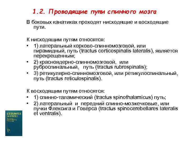 1. 2. Проводящие пути спинного мозга В боковых канатиках проходят нисходящие и восходящие пути.