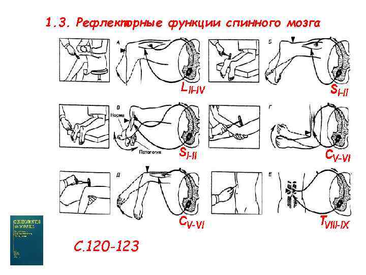 1. 3. Рефлекторные функции спинного мозга С. 120 -123 