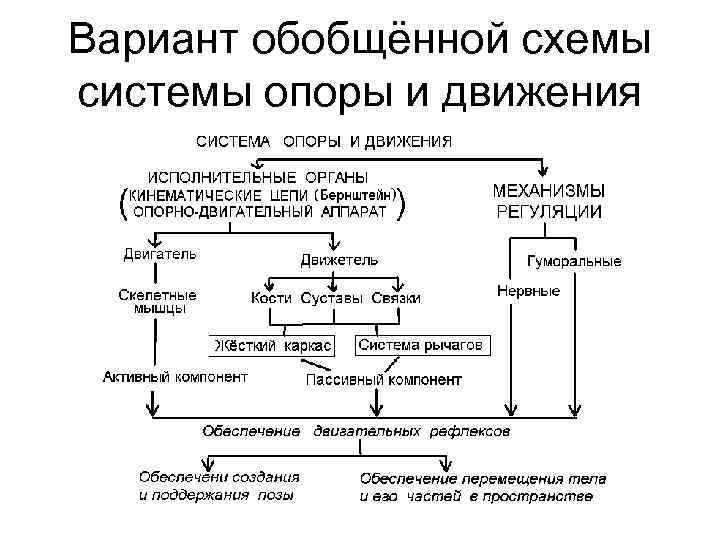 Вариант обобщённой схемы системы опоры и движения 