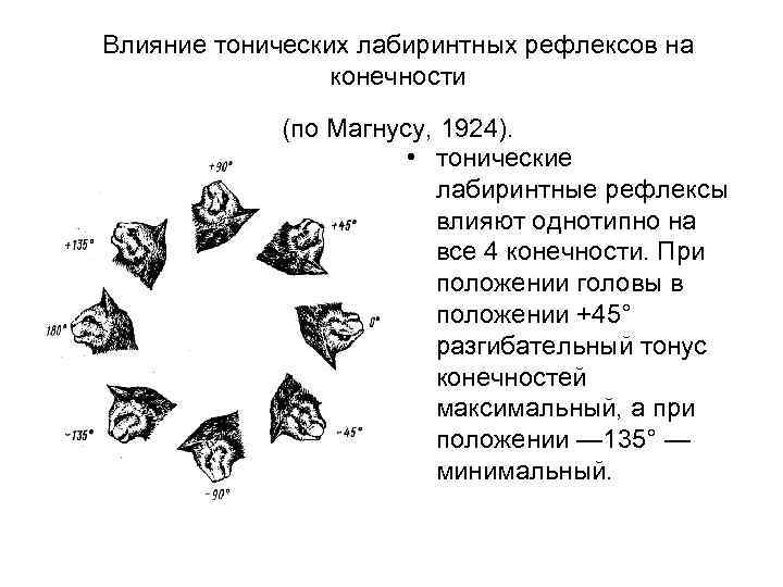 Влияние тонических лабиринтных рефлексов на конечности (по Магнусу, 1924). • тонические лабиринтные рефлексы влияют