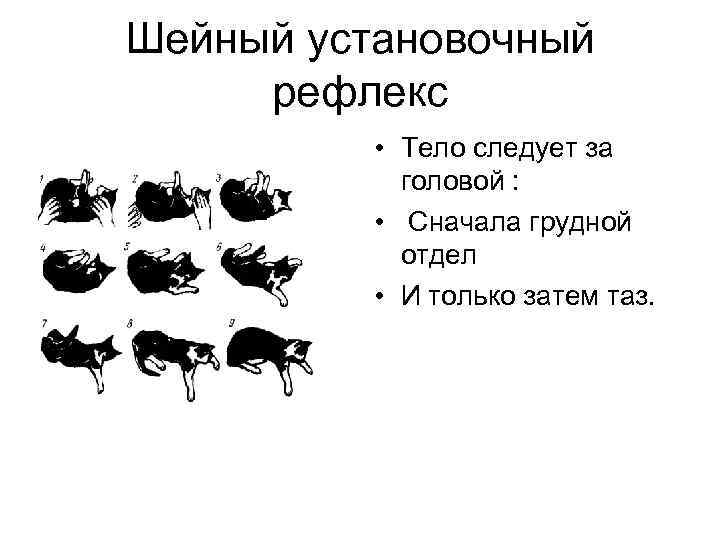 Шейный установочный рефлекс • Тело следует за головой : • Сначала грудной отдел •