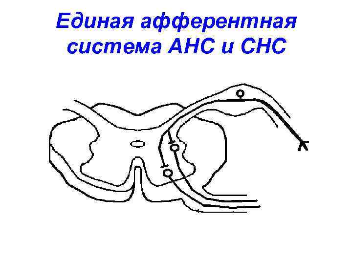 Единая афферентная система АНС и СНС 