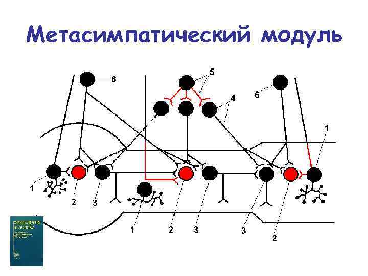 Метасимпатический модуль 