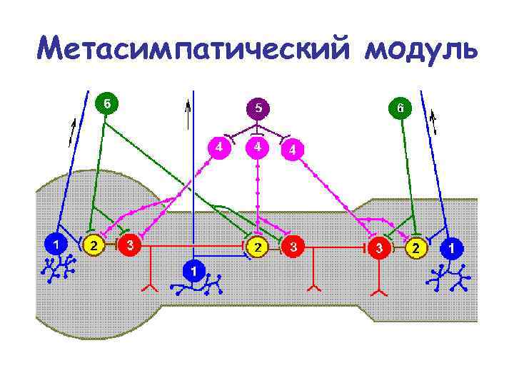 Метасимпатический модуль 