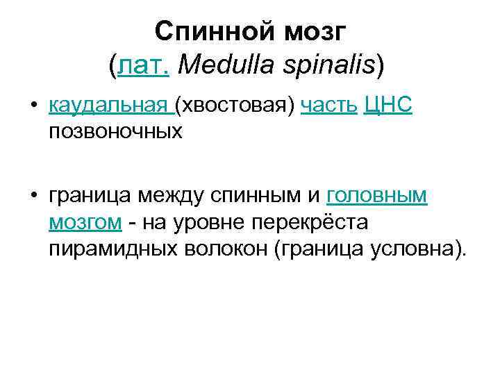 Спинной мозг (лат. Medulla spinalis) • каудальная (хвостовая) часть ЦНС позвоночных • граница между