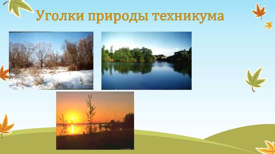 Уголки природы техникума 