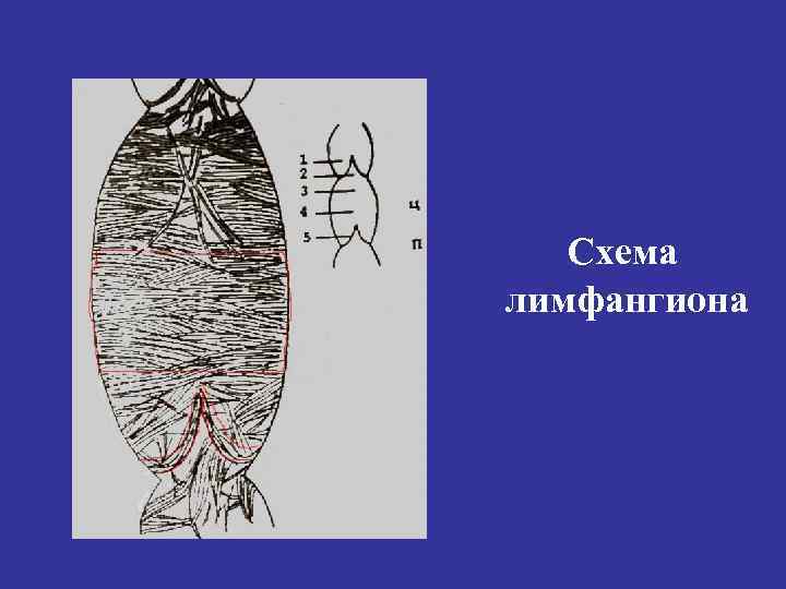 Схема лимфангиона 