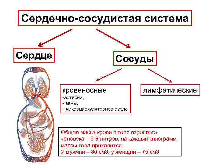 Сердечно-сосудистая система Сердце Сосуды кровеносные лимфатические -артерии, - вены, - микроциркуляторное русло Общая масса