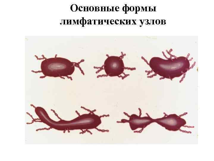 Основные формы лимфатических узлов 