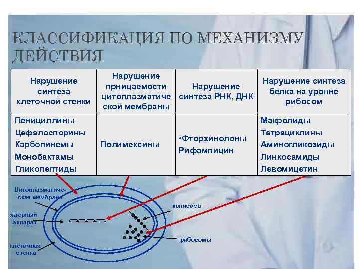 Механизм нарушения синтеза клеточной стенки