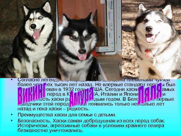  • Сибирский хаски – северная ездовая собака, среднего роста, со стоячими ушами, лисьим