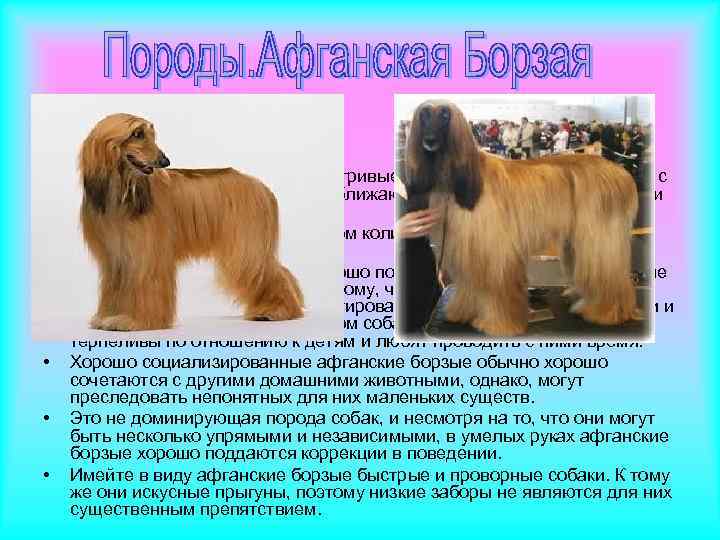  • • Характер афганских борзых Афганские борзые любящие и игривые собаки, обожающие общение