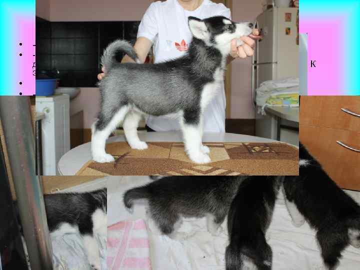  • • - В каком возрасте лучше забирать щенка домой? - По истечении