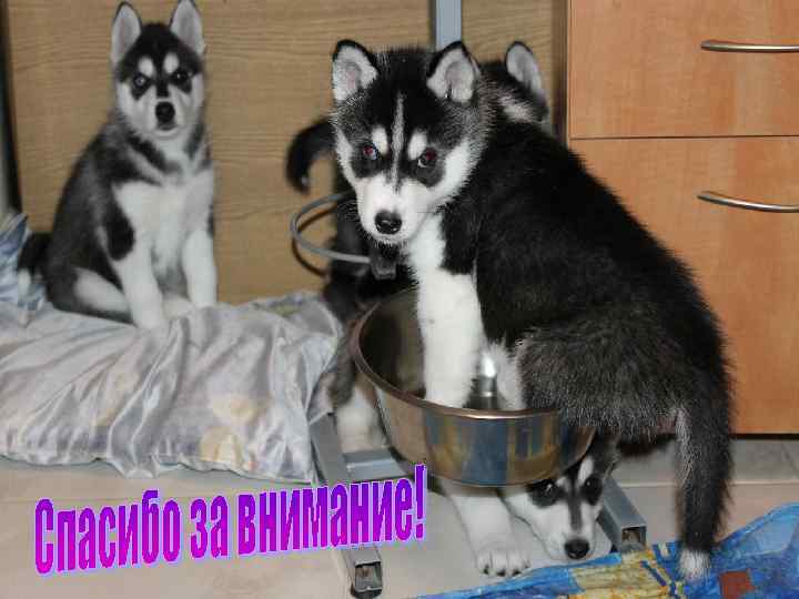 - Как отучить грызть и портить вещи? - Приглянувшийся предмет опрыскайте специальным отпугивающим спреем,