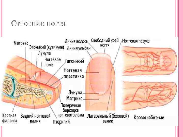 СТРОЕНИЕ НОГТЯ 