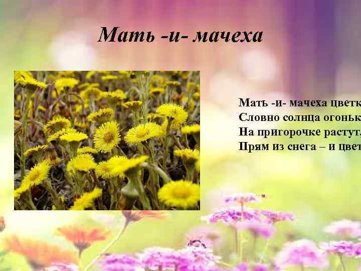 Мать -и- мачеха цветк Словно солнца огоньк На пригорочке растут, Прям из снега –