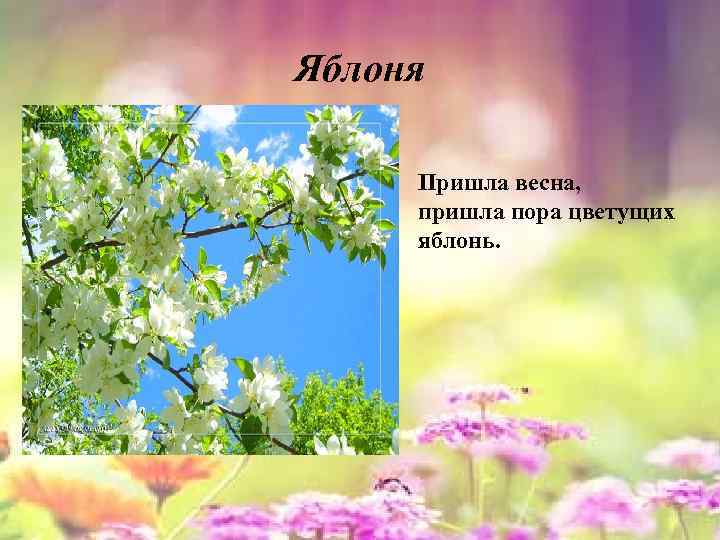 Яблоня Пришла весна, пришла пора цветущих яблонь. 