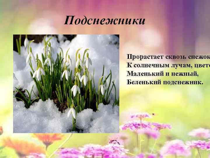 Подснежники Прорастает сквозь снежок К солнечным лучам, цвето Маленький и нежный, Беленький подснежник. 