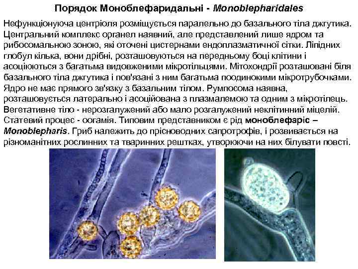 Порядок Моноблефаридальні - Monoblepharidales Нефункціонуюча центріоля розміщується паралельно до базального тіла джгутика. Центральний комплекс