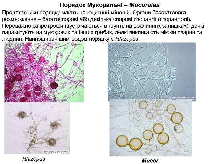 Порядок Мукоральні – Mucorales Представники порядку мають ценоцитний міцелій. Органи безстатевого розмноження – багатоспорові