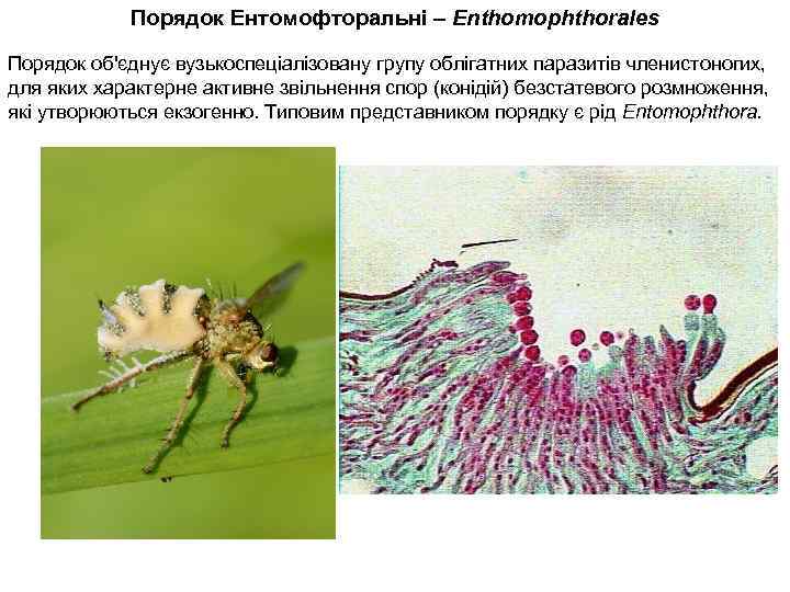 Порядок Ентомофторальні – Enthomophthorales Порядок об'єднує вузькоспеціалізовану групу облігатних паразитів членистоногих, для яких характерне