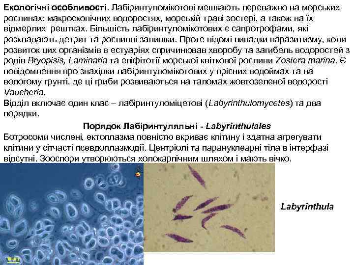 Екологічні особливості. Лабіринтуломікотові мешкають переважно на морських рослинах: макроскопічних водоростях, морській траві зостері, а