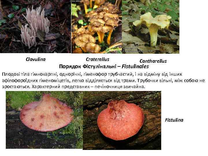 Clavulina Craterellus Cantharellus Порядок Фістулінальні – Fistulinales Плодові тіла гімнокарпні, однорічні, гіменофор трубчастий, і