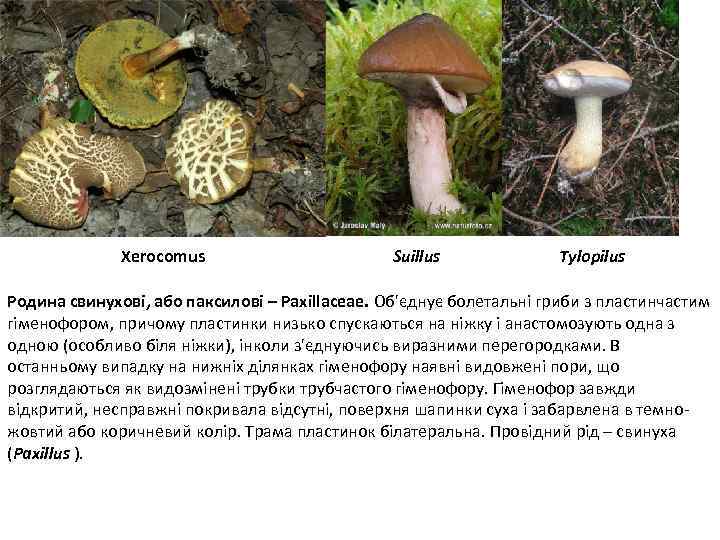 Xerocomus Suillus Tylopilus Родина свинухові, або паксилові – Paxillaceae. Об'єднує болетальні гриби з пластинчастим