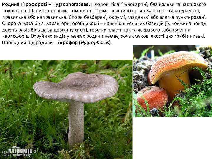 Родина гігрофорові – Hygrophoraceae. Плодові тіла гімнокарпні, без вольви та часткового покривала. Шапинка та