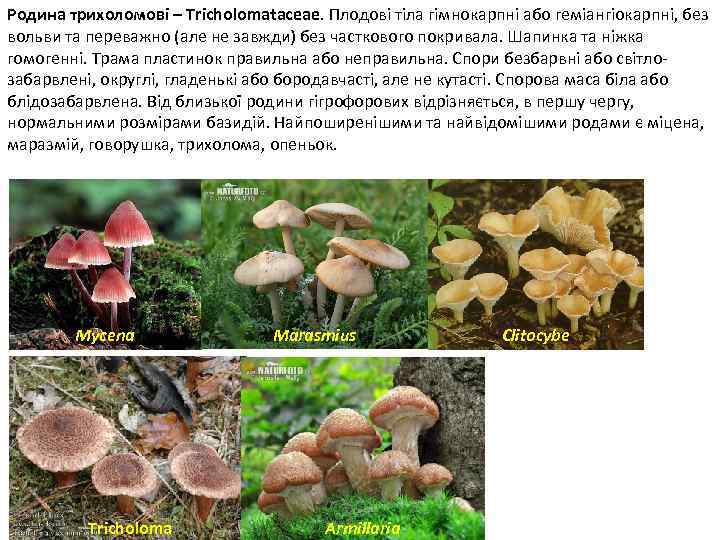 Родина трихоломові – Tricholomataceae. Плодові тіла гімнокарпні або геміангіокарпні, без вольви та переважно (але