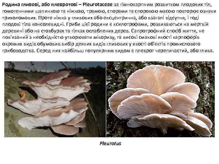 Родина гливові, або плевротові – Pleurotaceae за гімнокарпним розвитком плодових тіл, гомогенними шапинкою та