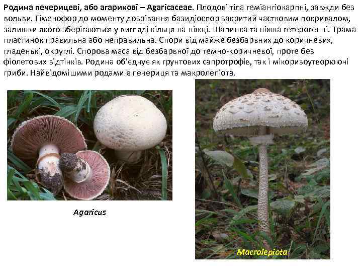 Родина печерицеві, або агарикові – Agaricaceae. Плодові тіла геміангіокарпні, завжди без вольви. Гіменофор до