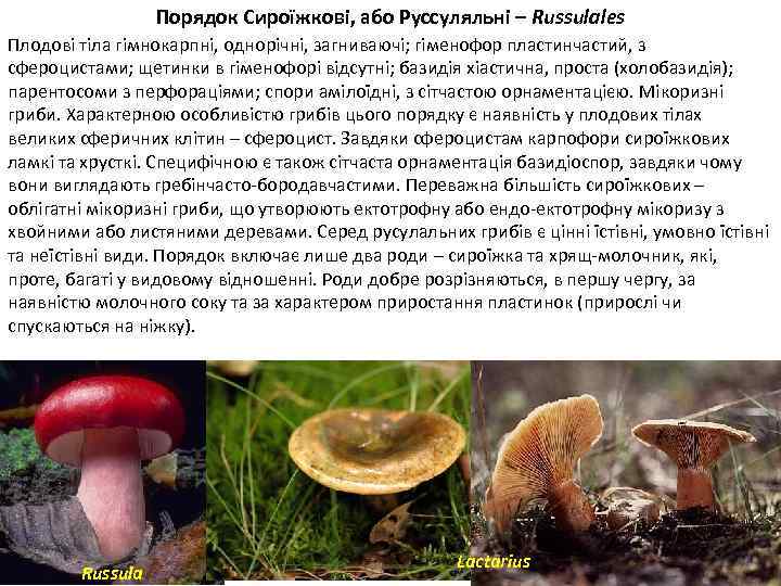 Порядок Сироїжкові, або Руссуляльні – Russulales Плодові тіла гімнокарпні, однорічні, загниваючі; гіменофор пластинчастий, з