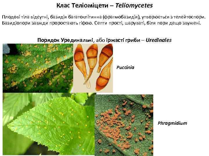 Клас Теліоміцети – Teliomycetes Плодові тіла відсутні, базидія багатоклітинна (фрагмобазидія), утворюється з телейтоспори. Базидіопори