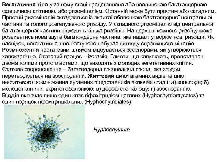 Вегетативне тіло у зрілому стані представлено або поодинокою багатоядерною сферичною клітиною, або ризоміцелієм. Останній