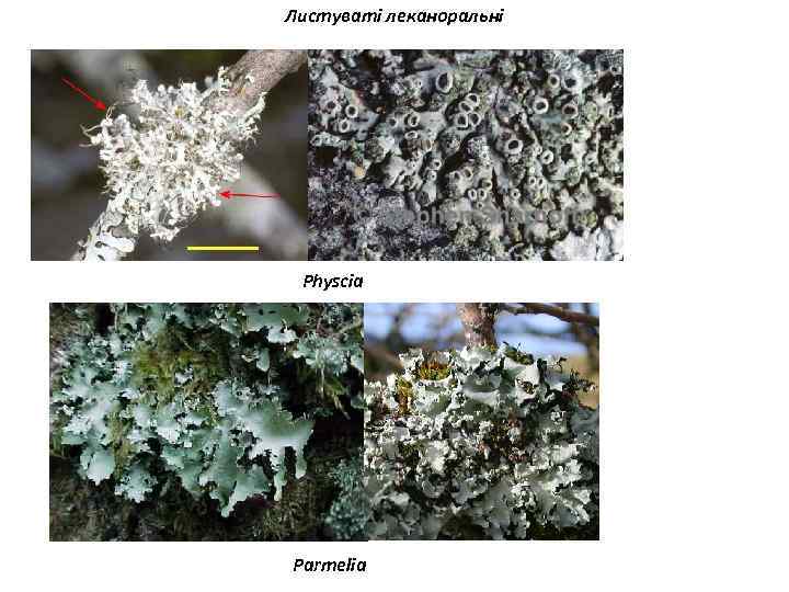 Листуваті леканоральні Physcia Parmelia 