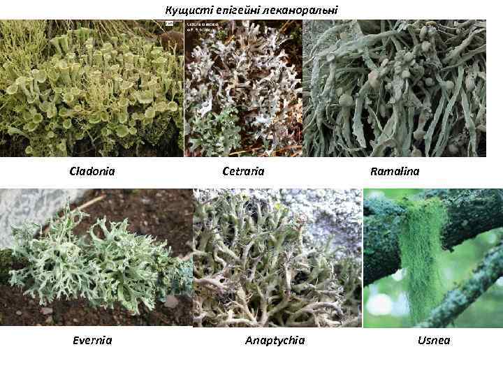 Кущисті епігейні леканоральні Cladonia Evernia Cetraria Anaptychia Ramalina Usnea 