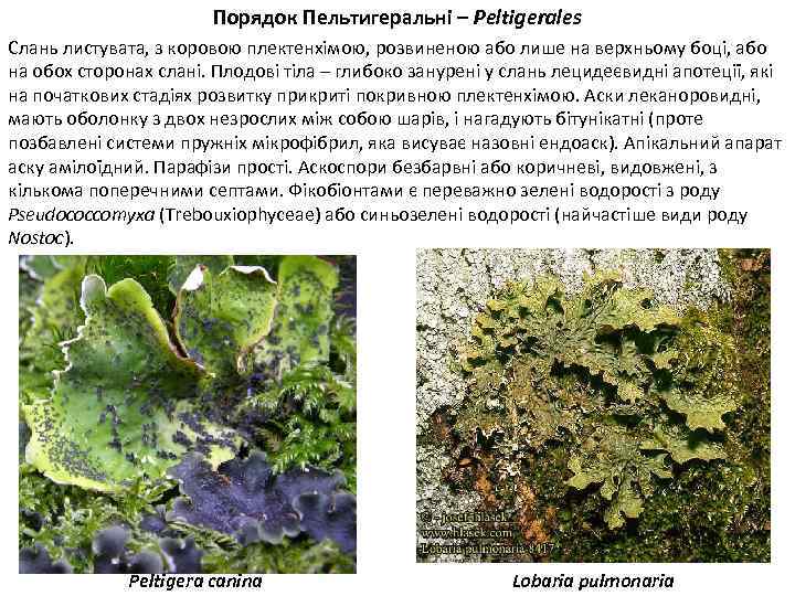 Порядок Пельтигеральні – Peltigerales Слань листувата, з коровою плектенхімою, розвиненою або лише на верхньому