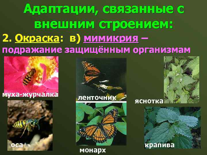Адаптации, связанные с внешним строением: 2. Окраска: в) мимикрия – подражание защищённым организмам муха-журчалка