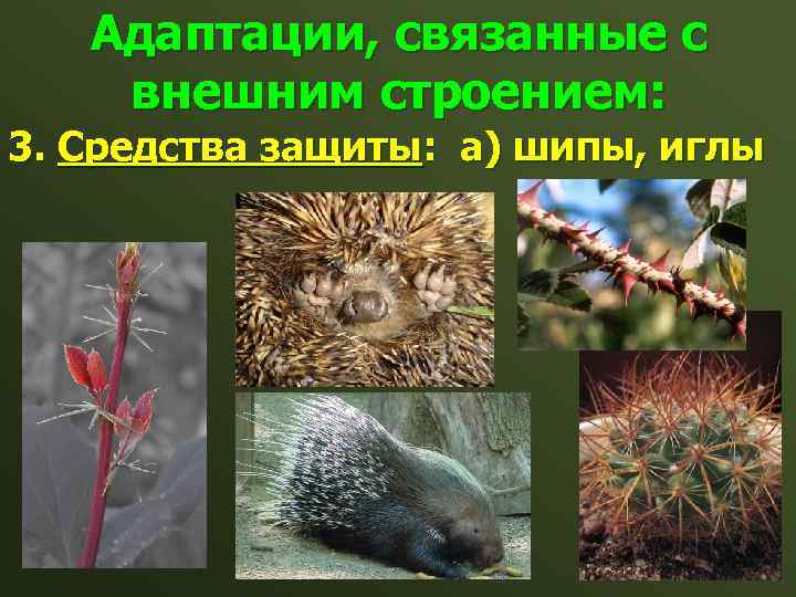 Адаптации, связанные с внешним строением: 3. Средства защиты: а) шипы, иглы 