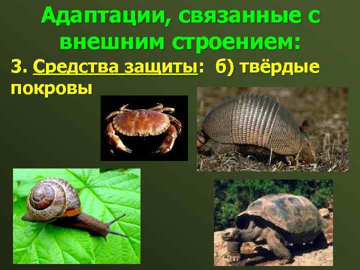 Адаптации, связанные с внешним строением: 3. Средства защиты: б) твёрдые покровы 