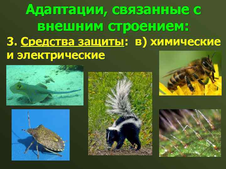 Адаптации, связанные с внешним строением: 3. Средства защиты: в) химические и электрические 