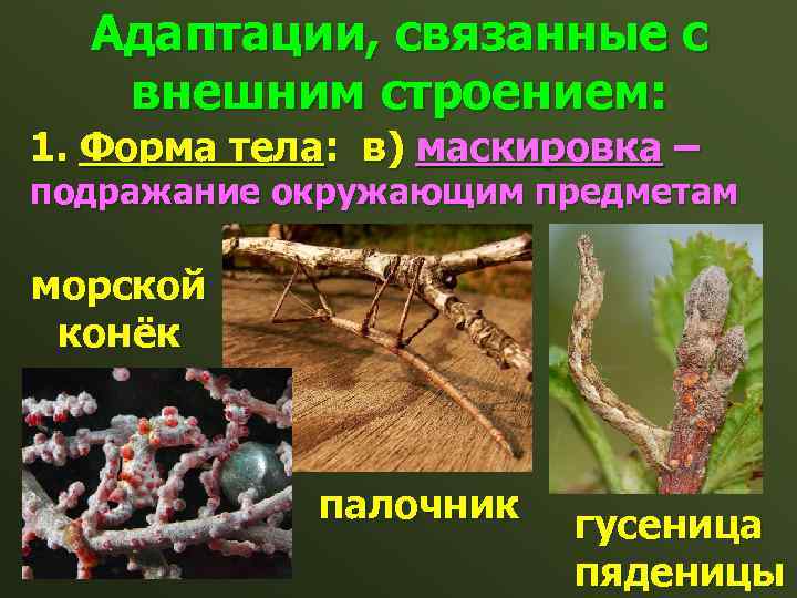 Адаптации, связанные с внешним строением: 1. Форма тела: в) маскировка – подражание окружающим предметам