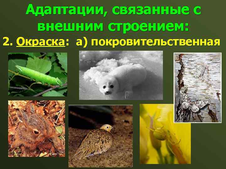 Адаптации, связанные с внешним строением: 2. Окраска: а) покровительственная 