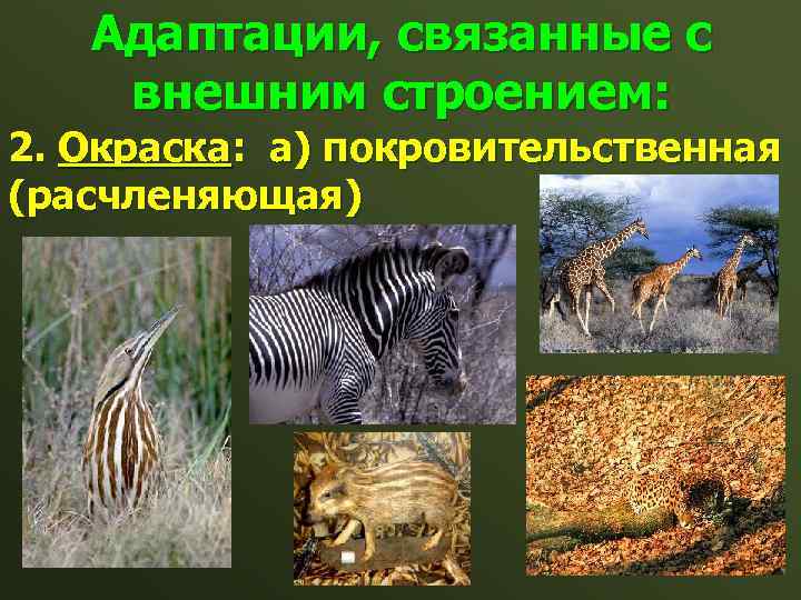 Адаптации, связанные с внешним строением: 2. Окраска: а) покровительственная (расчленяющая) 
