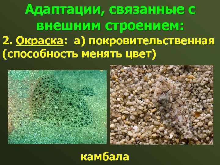 Адаптации, связанные с внешним строением: 2. Окраска: а) покровительственная (способность менять цвет) камбала 